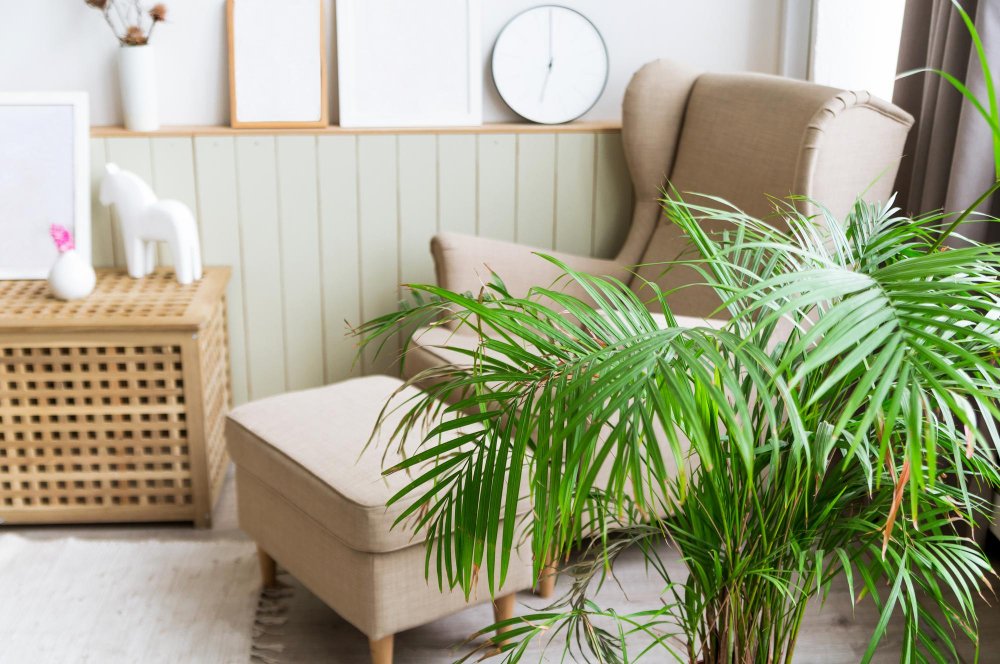 Plante de interior care purifică aerul