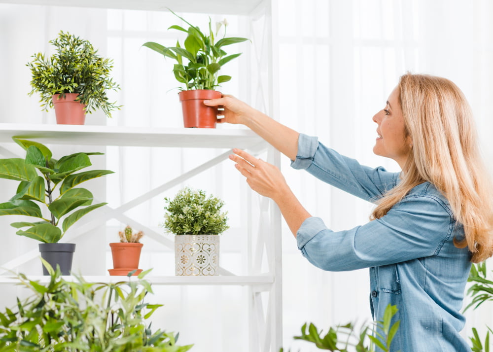 Plante de interior suspendate