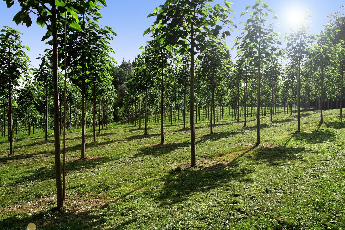Întrebuințări ale copacului de Paulownia