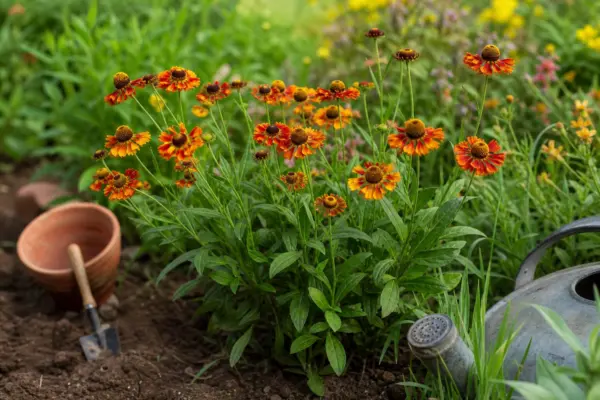 Helenium autumnale – condiții de creștere, plantare și îngrijire