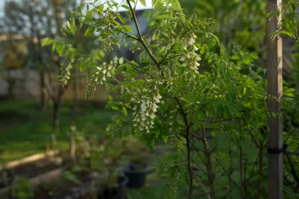 Salcâm (Robinia pseudoacacia) – condiții de creștere, plantare și îngrijire