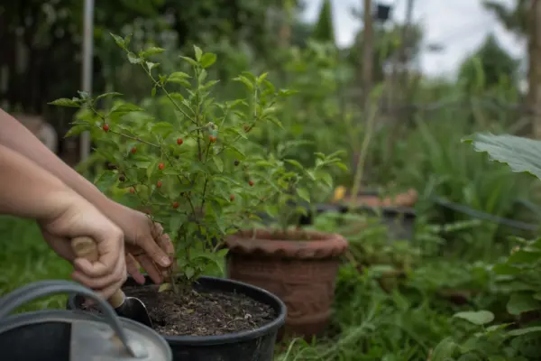 Goji (Lycium barbarum) – plantare, îngrijire și greșeli de evitat