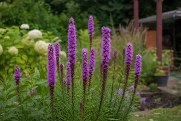 Liatris spicata – condiții de creștere, plantare și îngrijire
