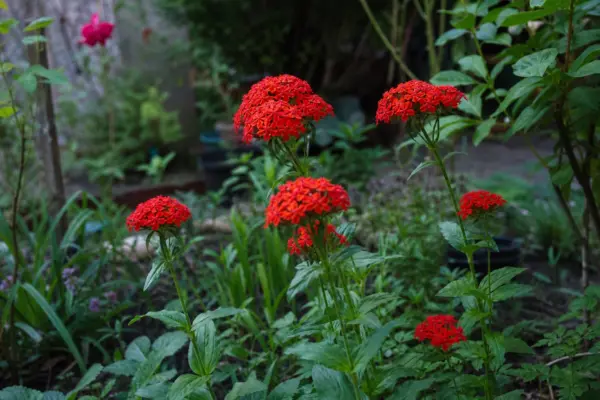 Opaiță (Lychnis chalcedonica) – tot ce trebuie să știi despre plantare și îngrijire