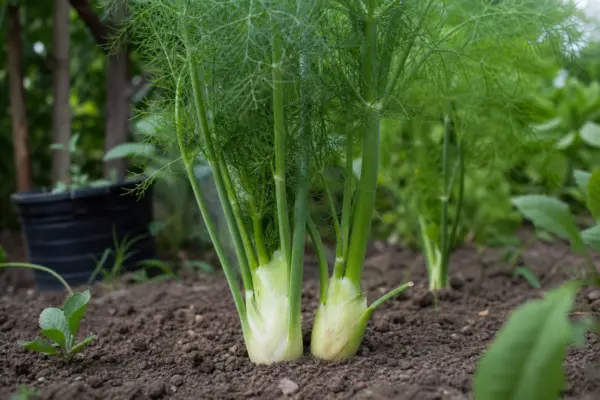 Fenicul (Foeniculum vulgare) – ghid complet de cultivare și îngrijire