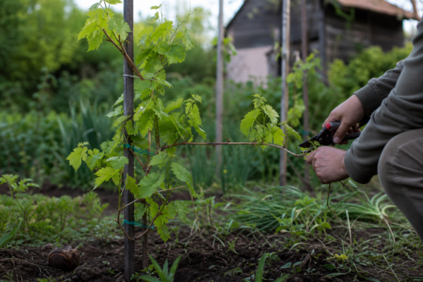 Viță de vie (Vitis vinifera): cum se plantează și cum se îngrijește corect