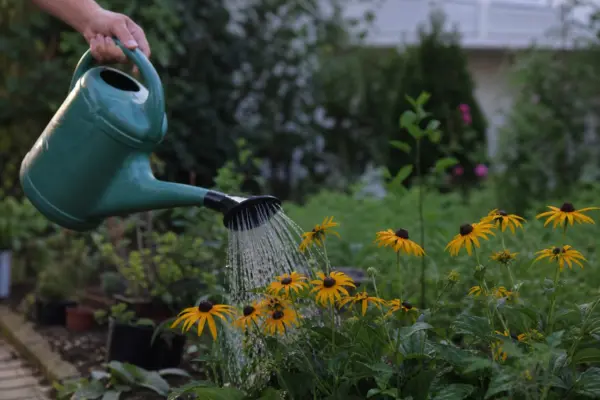 Rudbeckia hirta – plantare, udare și întreținere
