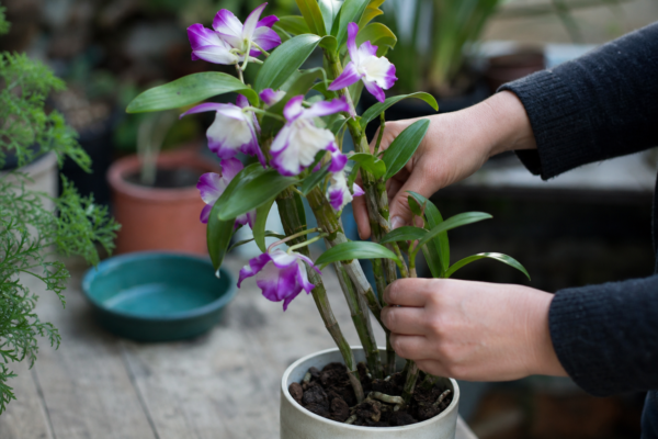 Orhideea Dendrobium (Dendrobium nobile) – de la plantare la întreținerea de zi cu zi
