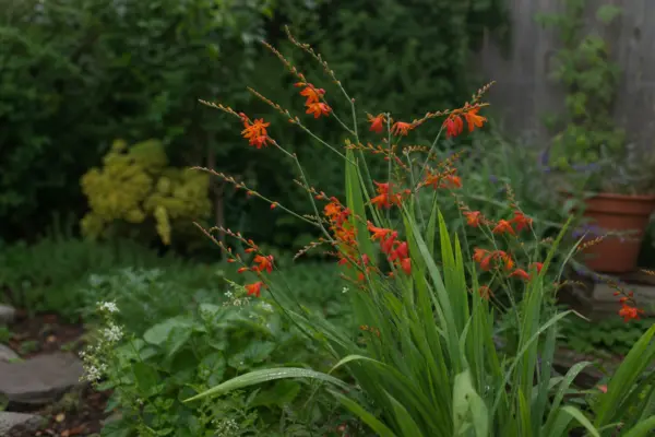 Crocosmia crocosmiiflora – condiții de creștere, plantare și îngrijire