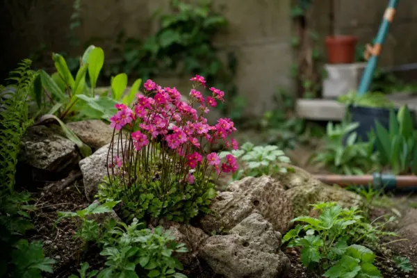 Saxifraga (Saxifraga arendsii) – plantare și îngrijire pas cu pas