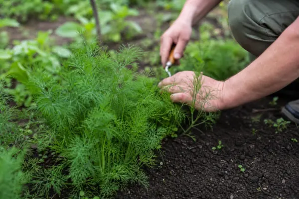 Mărar (Anethum graveolens) – de la plantare la întreținerea de zi cu zi