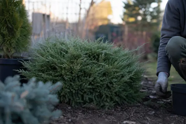 Ienupăr (Juniperus communis) – plantare, udare și întreținere