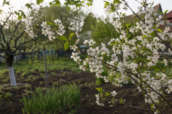 Cireș (Prunus avium) – sfaturi de plantare și îngrijire