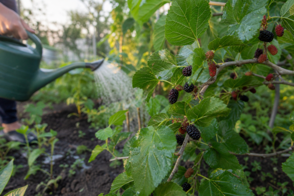 Dud (Morus nigra) – plantare, udare și întreținere