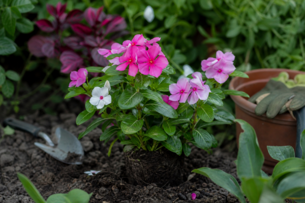 Vinca roz (Catharanthus roseus) – condiții de creștere, plantare și îngrijire