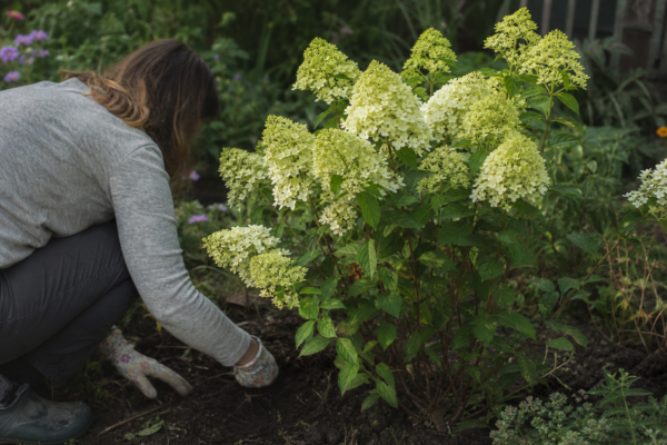Hortensie paniculata (Hydrangea paniculata) – plantare, îngrijire și greșeli de evitat