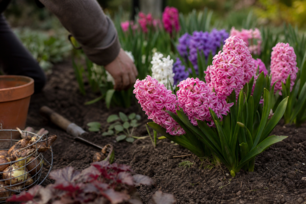 Zambilă (Hyacinthus orientalis) – condiții de creștere, plantare și îngrijire