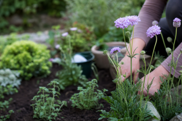 Scabiosa atropurpurea – de la plantare la întreținerea de zi cu zi