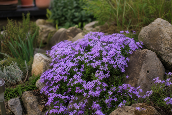 Flox târâtor (Phlox subulata): ce condiții cere și cum o îngrijești
