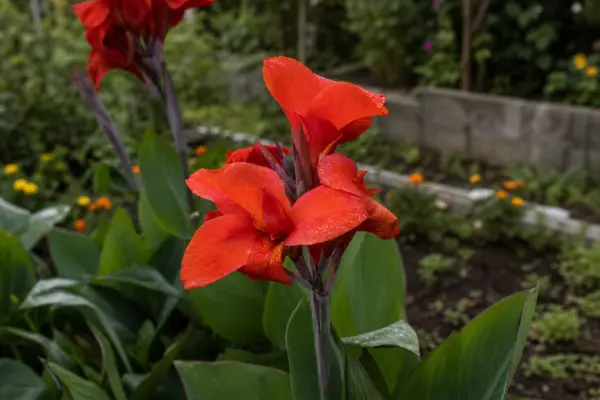 Trestie indiană (Canna indica) – plantare, îngrijire și greșeli de evitat