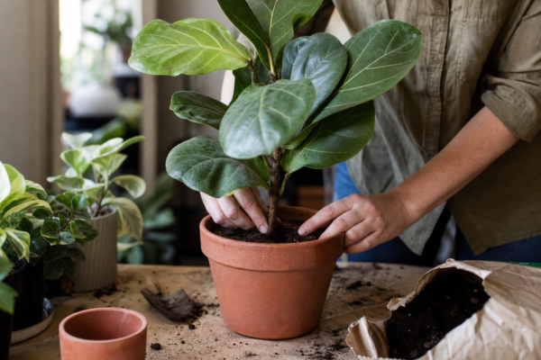 Ficus lyrata – sfaturi de plantare și îngrijire