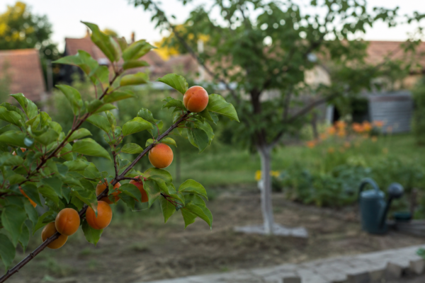 Cais (Prunus armeniaca) – de la plantare la întreținerea de zi cu zi