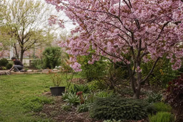 Cireș japonez (Prunus serrulata) – plantare, îngrijire și greșeli de evitat