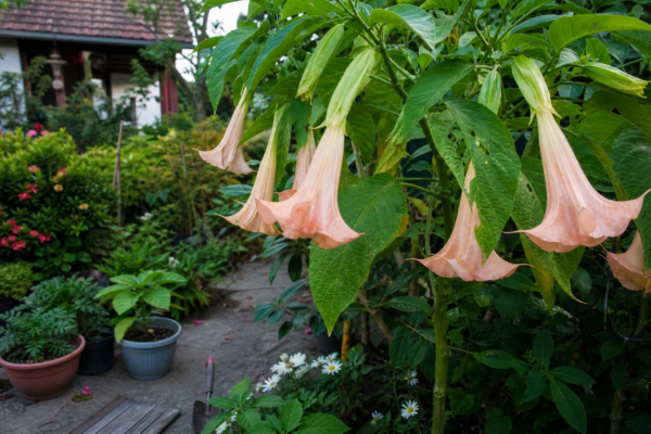 Trâmbița îngerilor (Brugmansia suaveolens) – ghid practic de plantare și îngrijire