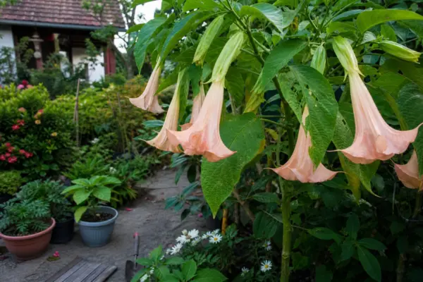Trâmbița îngerilor (Brugmansia suaveolens) – ghid practic de plantare și îngrijire