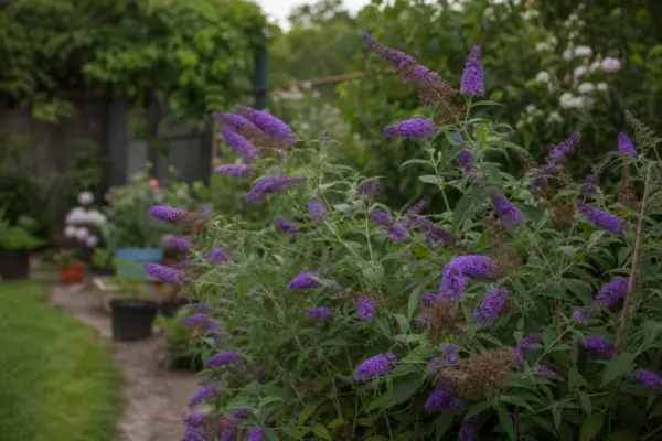 Liliac de vară (Buddleja davidii) – tot ce trebuie să știi despre plantare și îngrijire