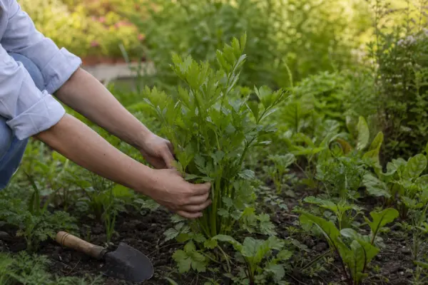 Leuștean (Levisticum officinale) – sfaturi de plantare și îngrijire