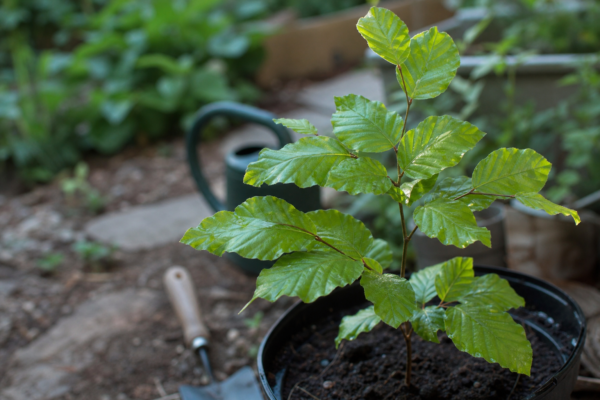 Fag (Fagus sylvatica) – tot ce trebuie să știi despre plantare și îngrijire