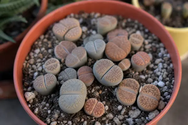 Lithops (Lithops pseudotruncatella) – plantare și îngrijire pas cu pas