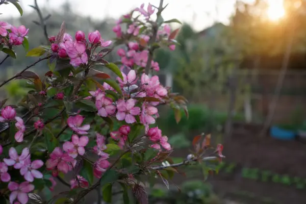 Măr decorativ (Malus floribunda) – plantare, îngrijire și greșeli de evitat