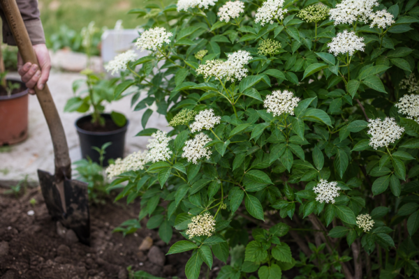 Soc (Sambucus nigra) – ghid complet de cultivare și îngrijire