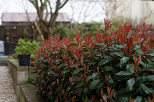 Photinia (Photinia fraseri) – condiții de creștere, plantare și îngrijire
