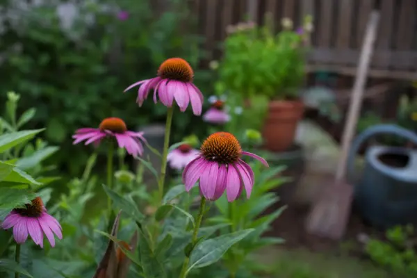 Echinacea purpurea – tot ce trebuie să știi despre plantare și îngrijire