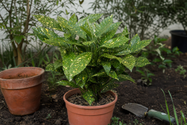 Aucuba (Aucuba japonica): cum se plantează și cum se îngrijește corect