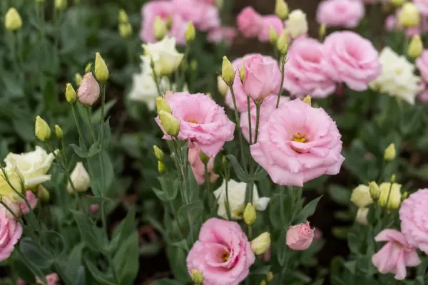 Eustoma sau lisianthus (Eustoma grandiflorum): condiții de creștere și îngrijire