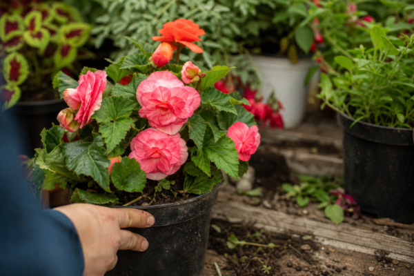 Begonie tuberoasă (Begonia tuberhybrida): ce condiții cere și cum o îngrijești