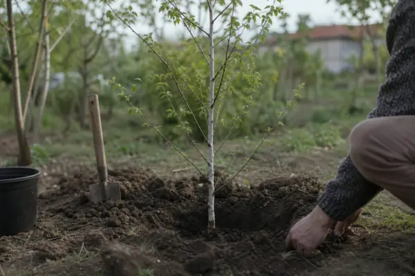 Mesteacăn (Betula pendula) – sfaturi pentru plantare, creștere și întreținere
