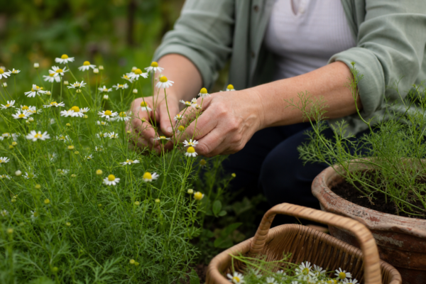 Mușețel (Matricaria chamomilla) – sfaturi pentru plantare, creștere și întreținere