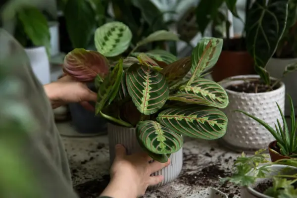 Planta rugăciunii (Maranta leuconeura) – ghid practic de plantare și îngrijire