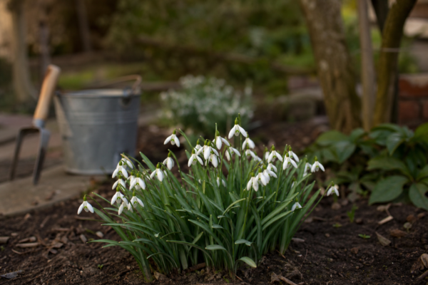 Ghiocel (Galanthus nivalis) – ghid practic de plantare și îngrijire