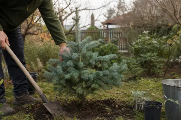 Brad argintiu (Abies concolor) – condiții de creștere, plantare și îngrijire