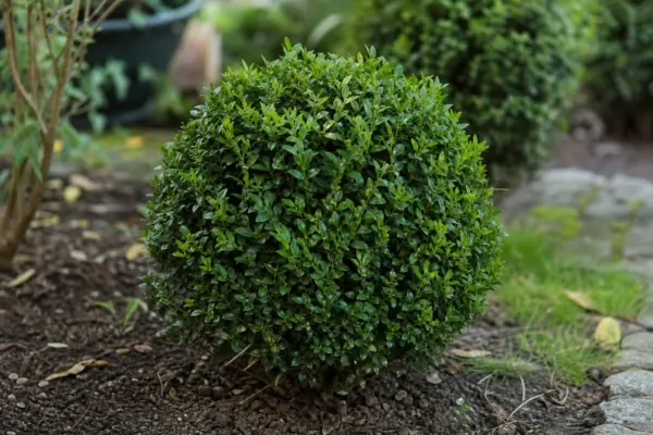 Cimișir (Buxus sempervirens) – ghid complet de cultivare și îngrijire