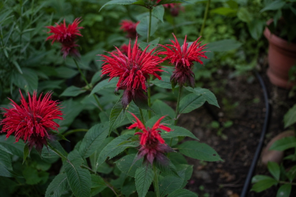 Monarda (Monarda didyma) – plantare, udare și întreținere