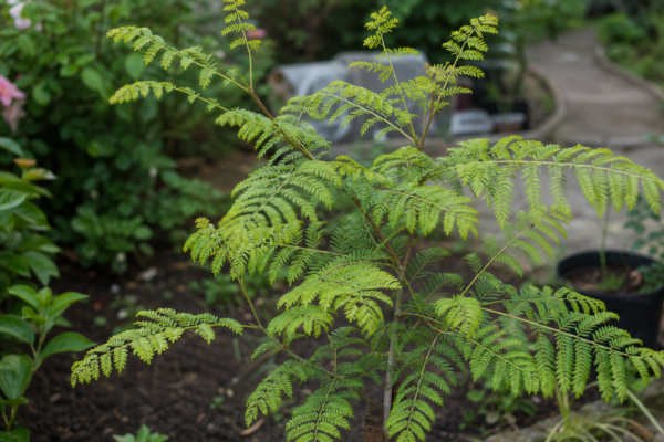 Glădiță (Gleditsia triacanthos) – ghid complet de cultivare și îngrijire