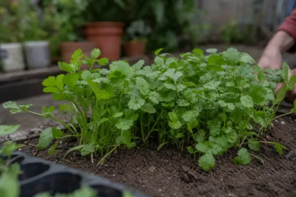 Coriandru (Coriandrum sativum) – tot ce trebuie să știi despre plantare și îngrijire