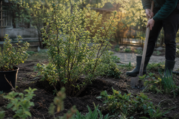 Corn (Cornus mas) – plantare și îngrijire pas cu pas